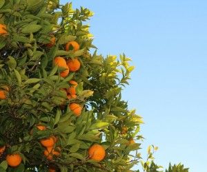 naranjas valencia