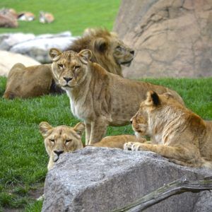 Manada de leones en BIOPARC Valencia primavera