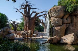BIOPARC Valencia celebra la fiesta de su 15º Aniversario valencia
