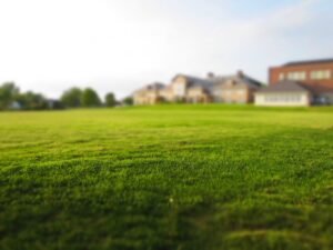 5 consejos para tener un césped verde este verano valencia