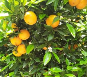 ¿Por qué la mandarina valenciana es la mejor del mundo? valencia
