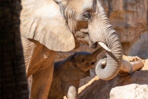 BIOPARC, el “Plan B” de naturaleza salvaje para las Fallas de València valencia