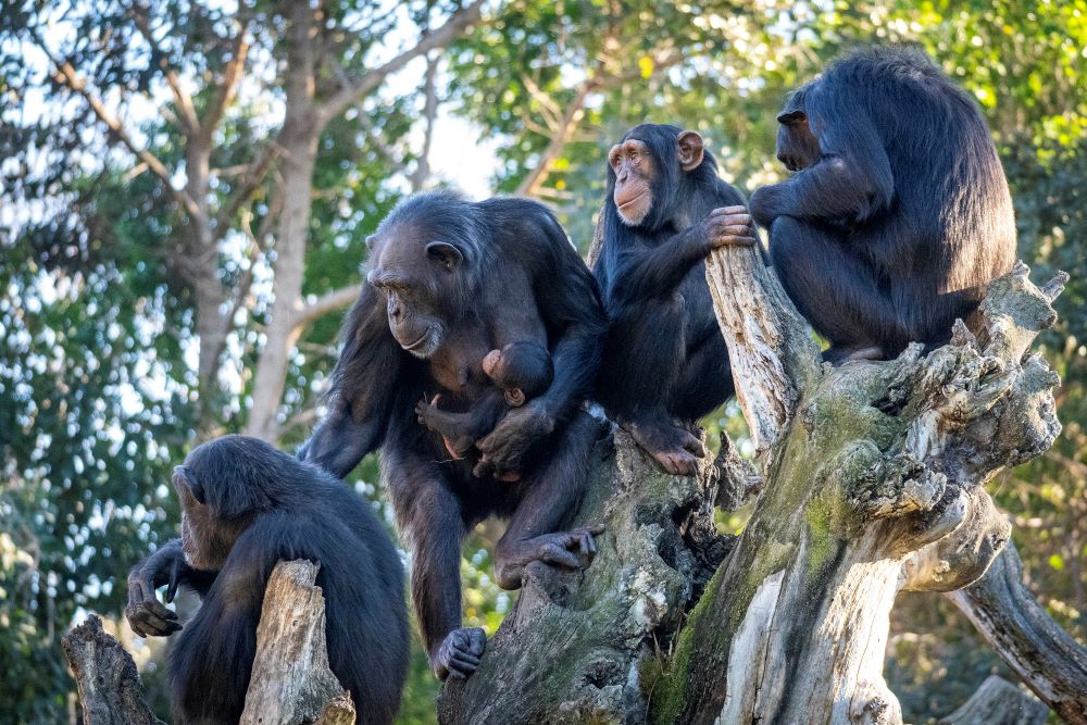 En febrero 16º aniversario “con causa” de BIOPARC Valencia valencia