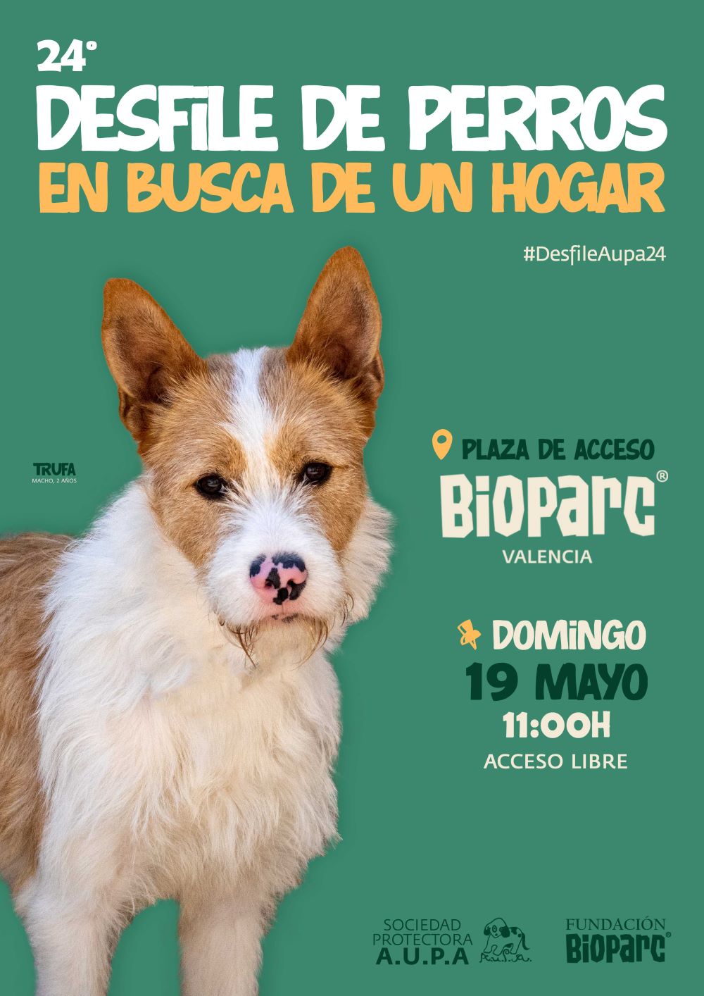 Desfile de perros abandonados de A.U.P.A. y Fundación BIOPARC 4 Desfile de perros abandonados de A.U.P.A. y Fundación BIOPARC valencia
