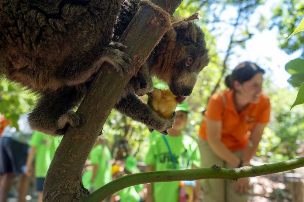 Expedición África en Verano, la escuela de vacaciones de BIOPARC Valencia 4 Expedición África en Verano, la escuela de vacaciones de BIOPARC Valencia valencia