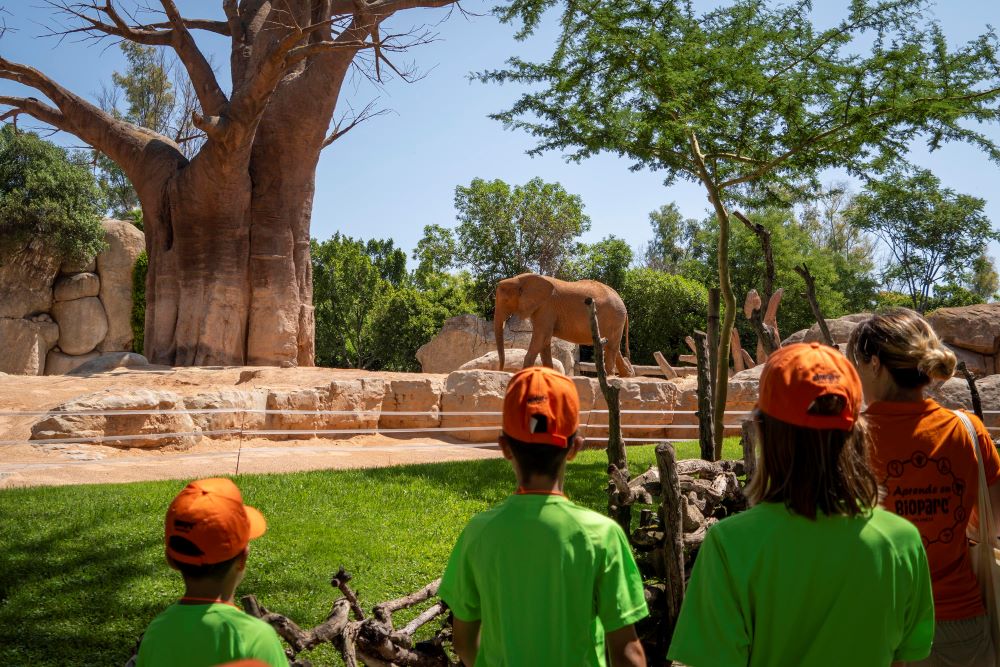 Expedición África en Verano, la escuela de vacaciones de BIOPARC Valencia 5 Expedición África en Verano, la escuela de vacaciones de BIOPARC Valencia valencia
