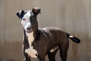 Desfile de perros abandonados de A.U.P.A. y Fundación BIOPARC valencia