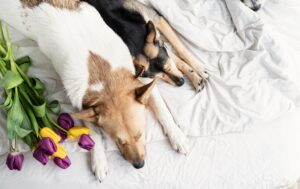 Cómo elegir el servicio ideal para despedir a tu mascota en Valencia valencia