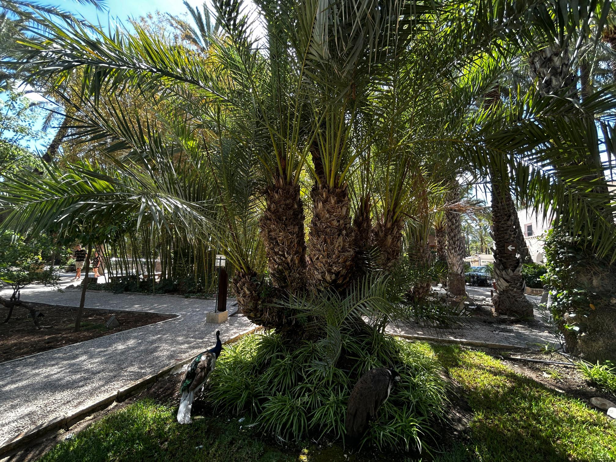 El Huerto de Cura valencia